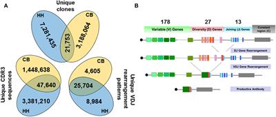 In-Depth Analysis of Human Neonatal and Adult IgM Antibody Repertoires